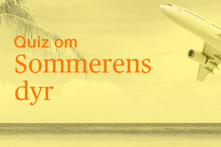 Baggrund med strand, sand og palme samt et fly - med teksten "Quiz om sommerens dyr".